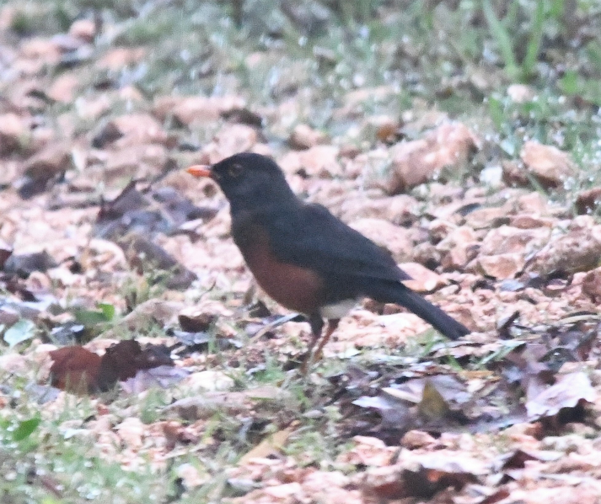 La Selle Thrush (Turdus swalesi), photo 8