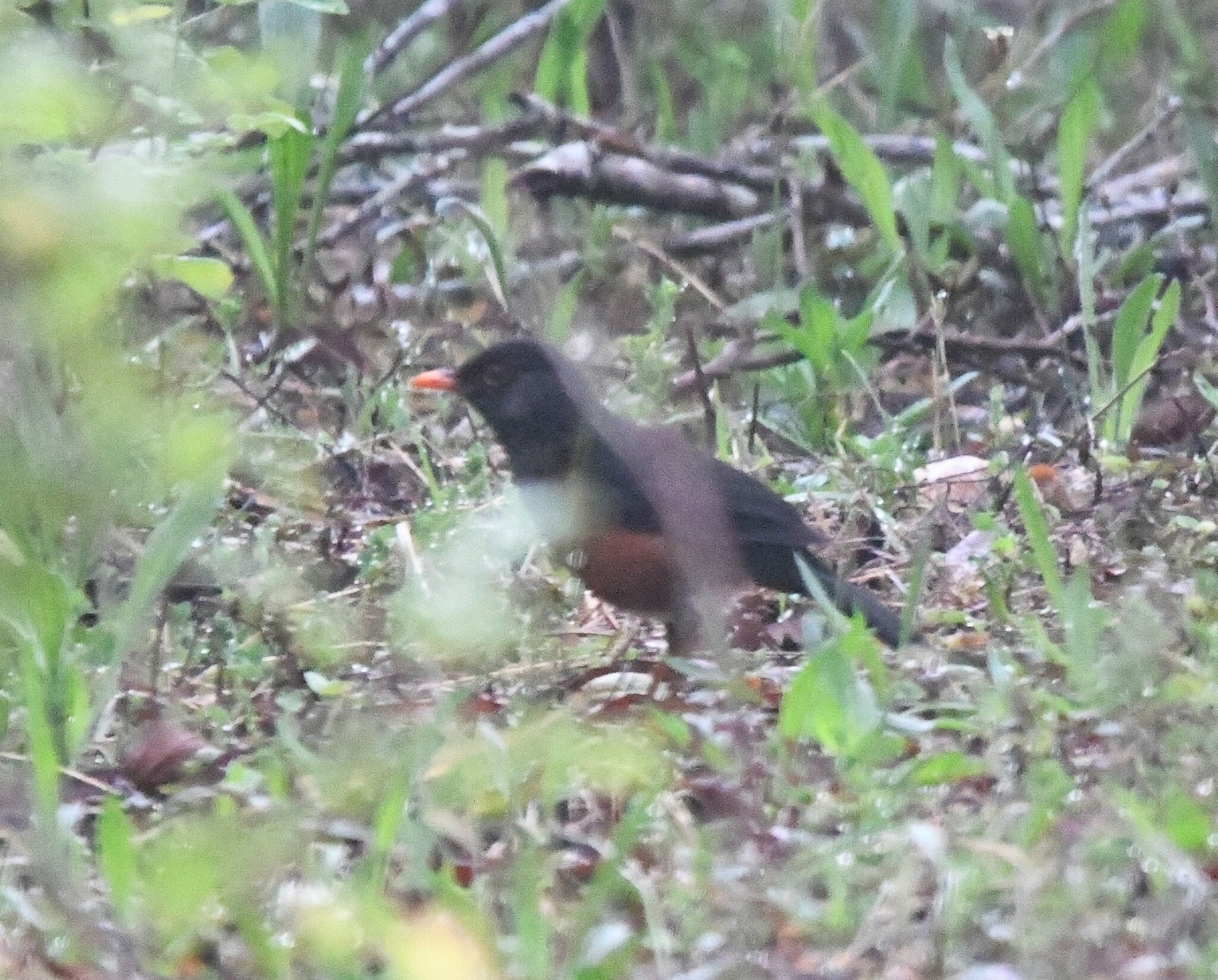 La Selle Thrush (Turdus swalesi), photo 9