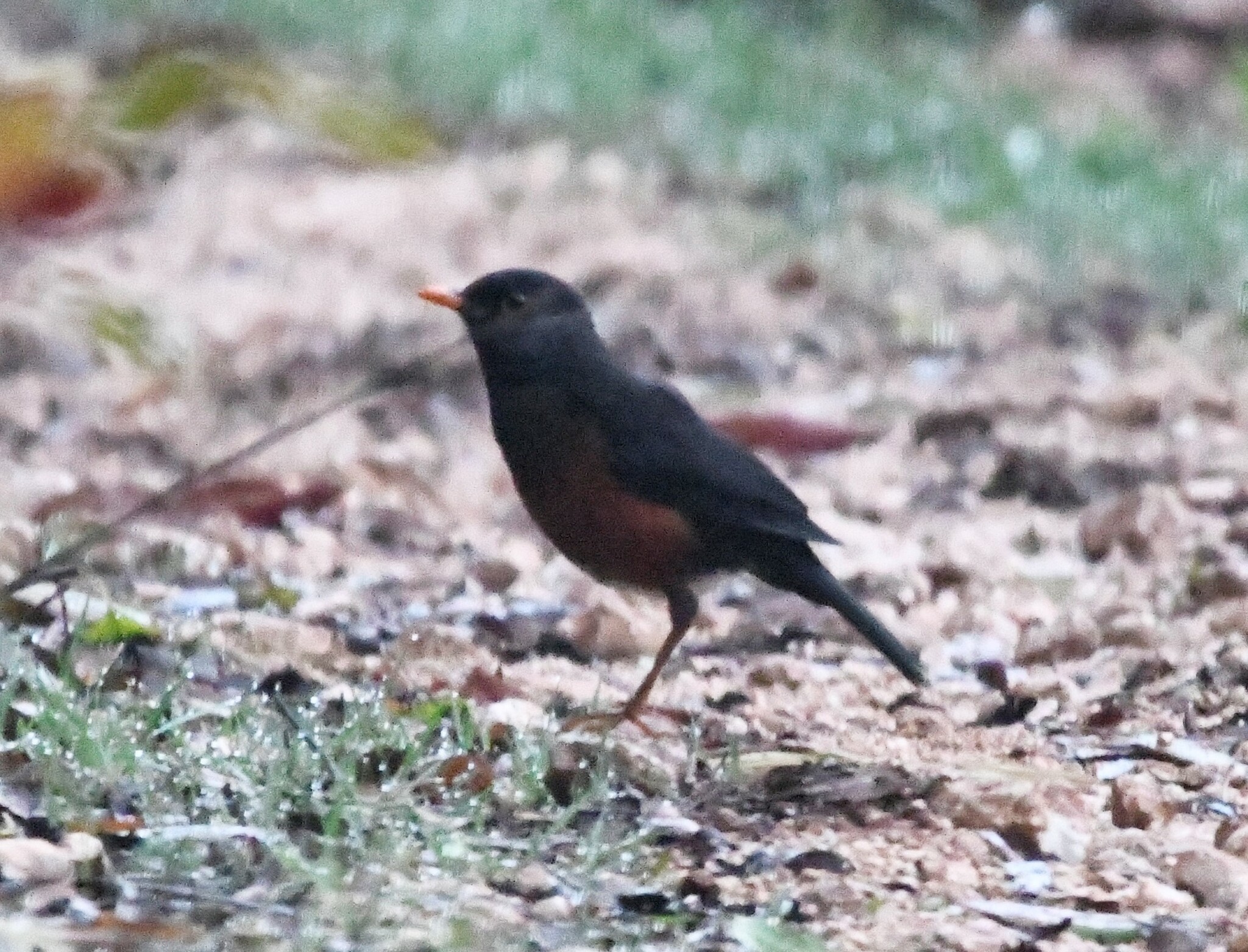 La Selle Thrush (Turdus swalesi), photo 10