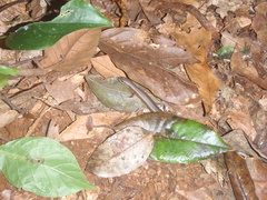 Leptosiaphos kilimensis