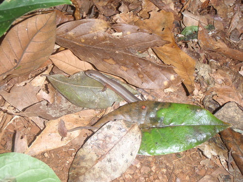 Leptosiaphos kilimensis