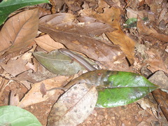 Leptosiaphos kilimensis