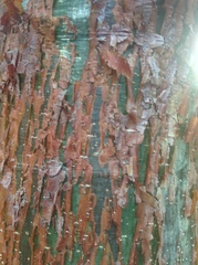 Burseraceae