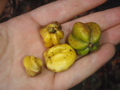 Chrysophyllum