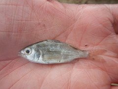 Eucinostomus