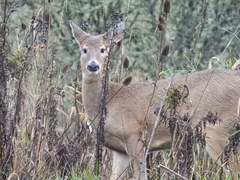 Odocoileus virginianus leucurus