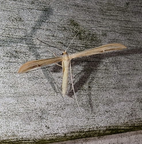 Ironweed Plume Moth photo 5