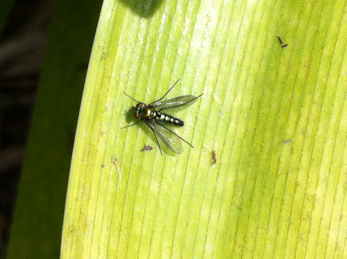 Long-legged fly photo 6