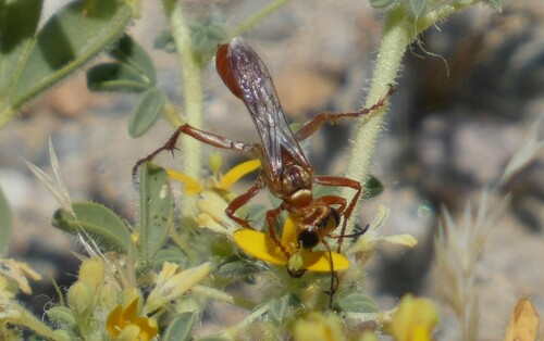 Prionyx foxi photo 4