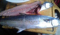 Scomberomorus sierra