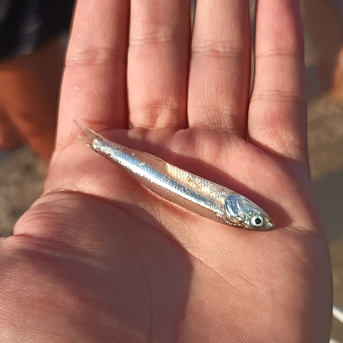 Anchovy (Anchoa argentivittata) — Engraulidae