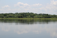 Giraffa camelopardalis rothschildi