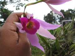 Laelia anceps