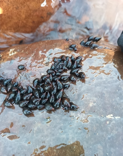 Planaxis nigritella, 2023-06-14