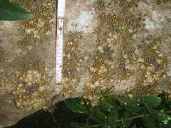 Drypetes usambarica