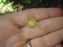 Drypetes usambarica