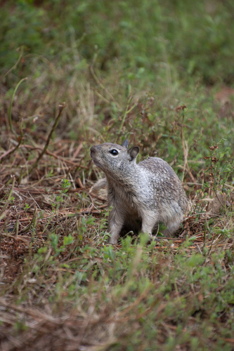 iNaturalist observation photo of California Ground Squirrel