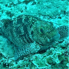 Aplodactylus punctatus