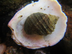 Acanthina monodon