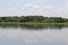 Giraffa camelopardalis rothschildi