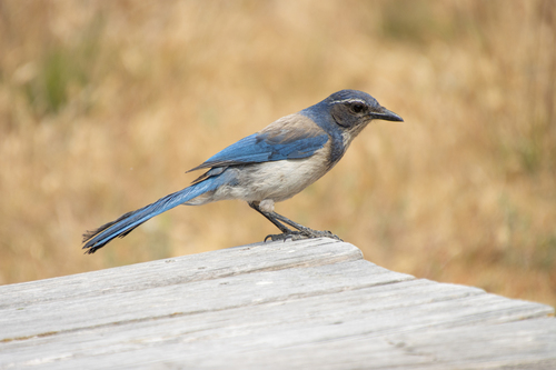 iNaturalist observation photo of California Scrub-Jay