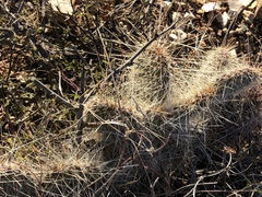 Opuntia trichophora