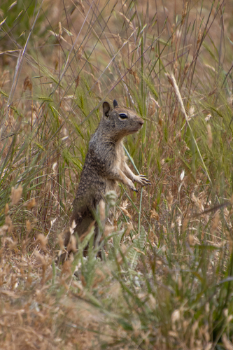 iNaturalist observation photo of California Ground Squirrel