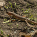 Chinese Skink - Photo (c) 徐Kai, some rights reserved (CC BY-NC), uploaded by 徐Kai
