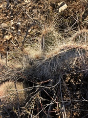 Opuntia trichophora