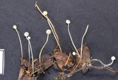 Mycena maldea