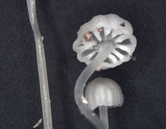 Mycena maldea