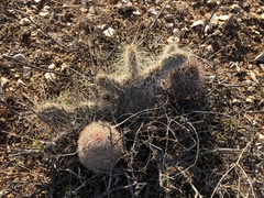 Opuntia trichophora