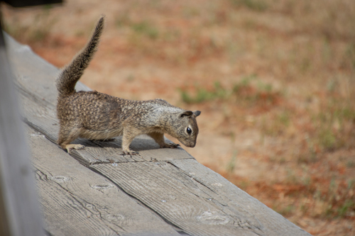iNaturalist observation photo of California Ground Squirrel