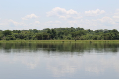 Giraffa camelopardalis rothschildi