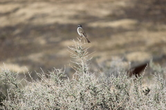 Artemisiospiza belli