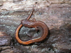 Plethodon websteri