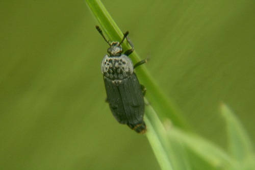 Thanatophilus dispar
