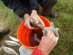 Atractosteus spatula