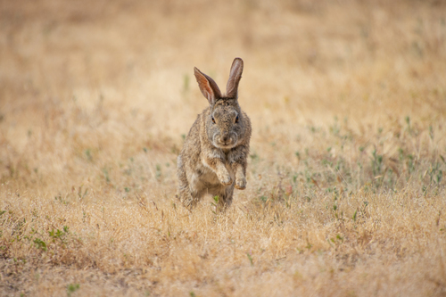 iNaturalist observation photo of Hares and Rabbits