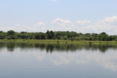 Giraffa camelopardalis rothschildi