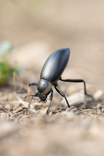 iNaturalist observation photo of Dentate Stink Beetle