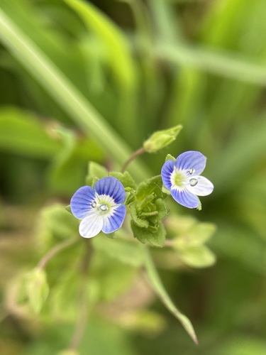 bird's-eye speedwell