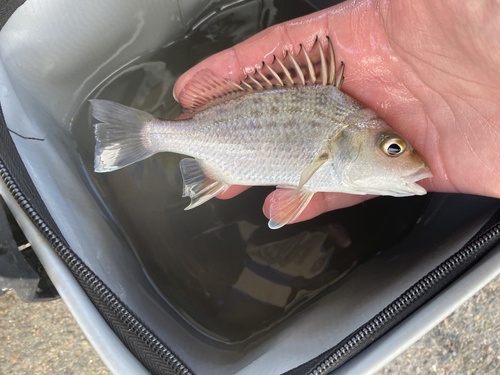 Barred javelin (Pomadasys kaakan) — Haemulidae — 4
