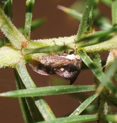 Pogonella minutus