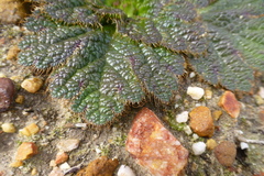 Arctopus dregei
