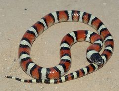 Lampropeltis gentilis