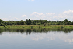 Giraffa camelopardalis rothschildi