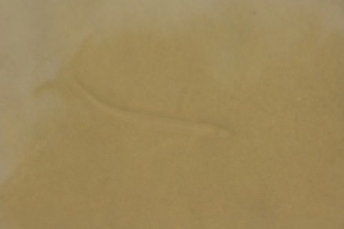 Cobitis taenia