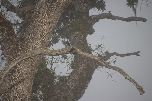 iNaturalist observation photo of European Starling