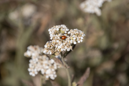 iNaturalist observation photo of Convergent Lady Beetle